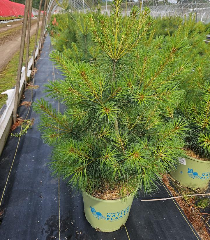 Pinus strobus 