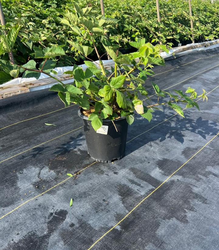 Rubus Black Satin