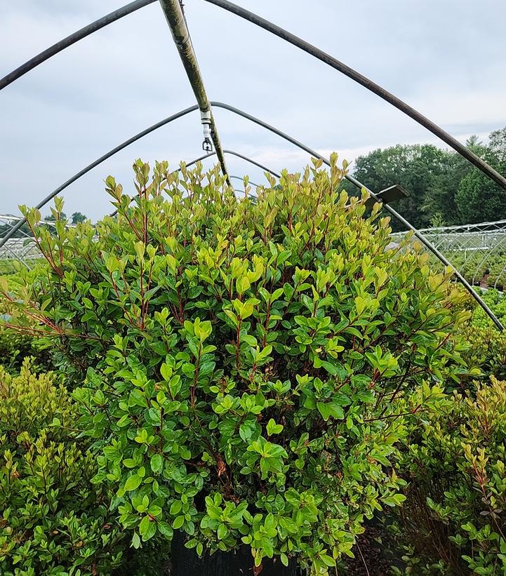 Azalea x 'Stewartstonian'