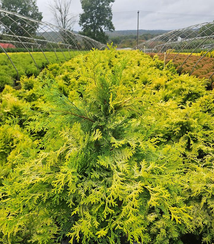 Chamaecyparis obtusa 'Crippsii'