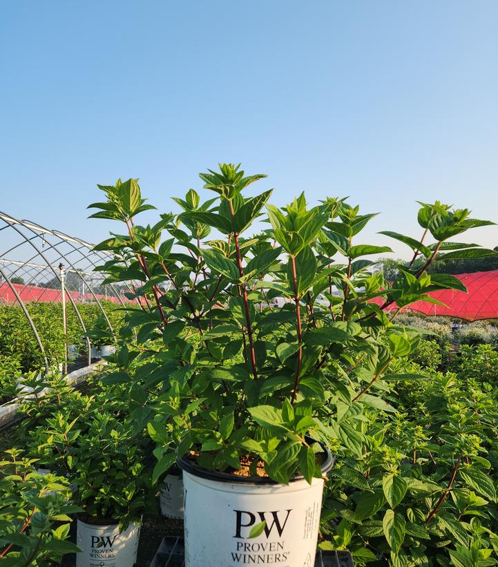 Hydrangea paniculata Fire Light®