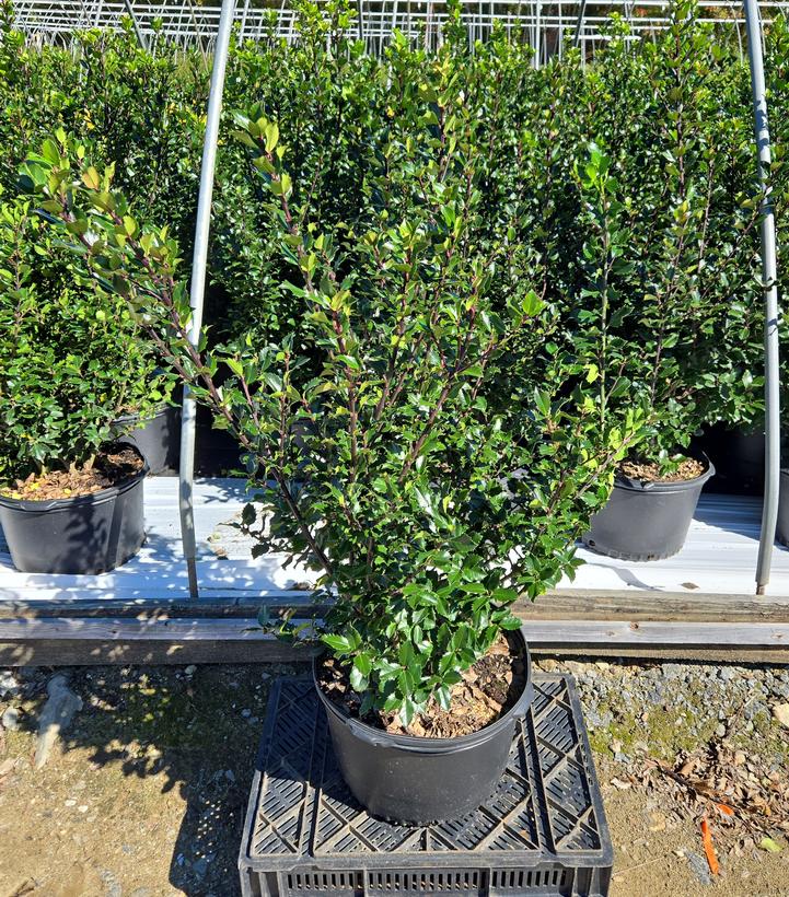 Ilex x meserveae 'Blue Prince'