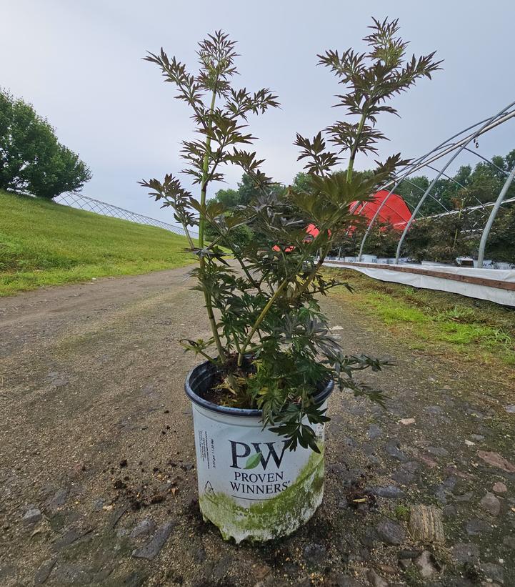 Sambucus nigra Laced Up®