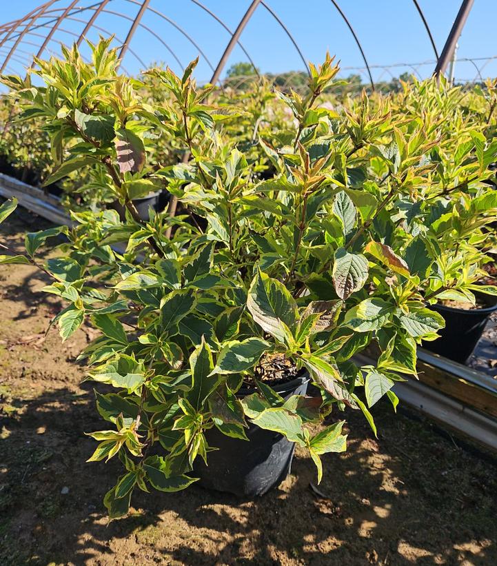 Weigela florida Variegata