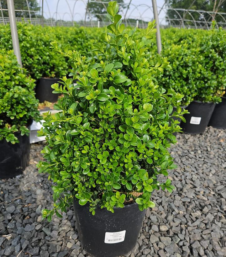 Buxus 'Cranberry Creek'