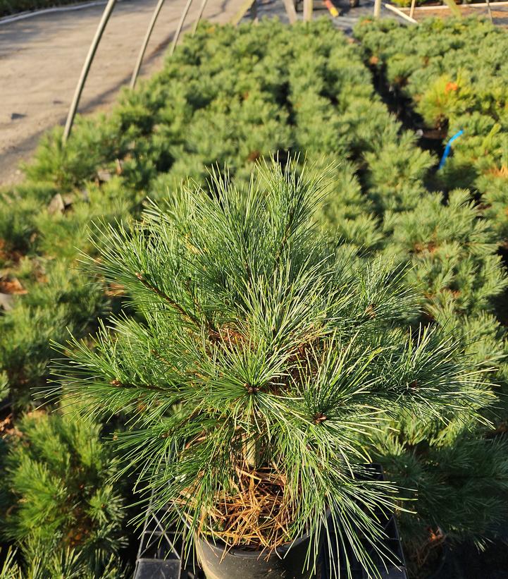 Pinus strobus 'Blue Shag'