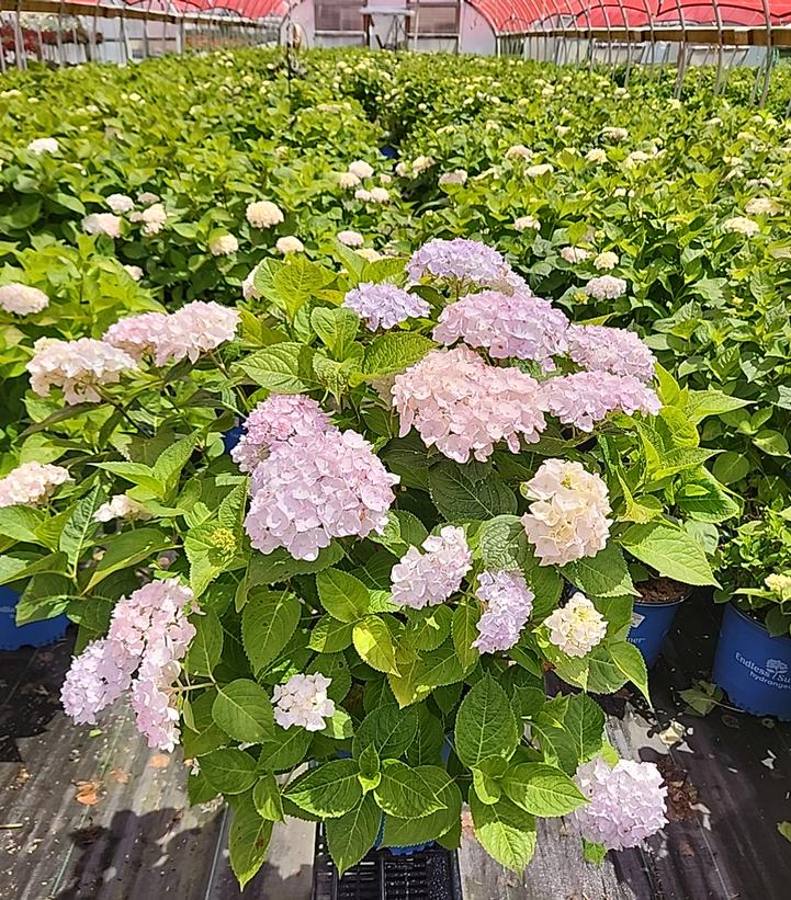 Hydrangea macrophylla Endless Summer® Collection Endless Summer® Blushing Bride®
