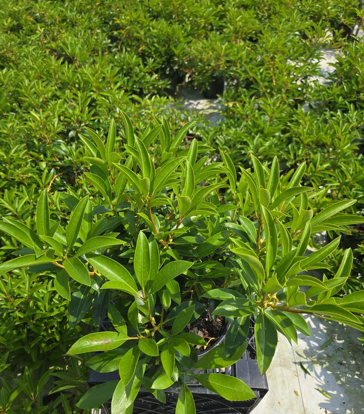 Kalmia latifolia 'Carousel'