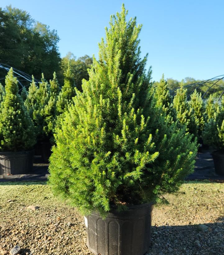 Picea glauca 'Conica'