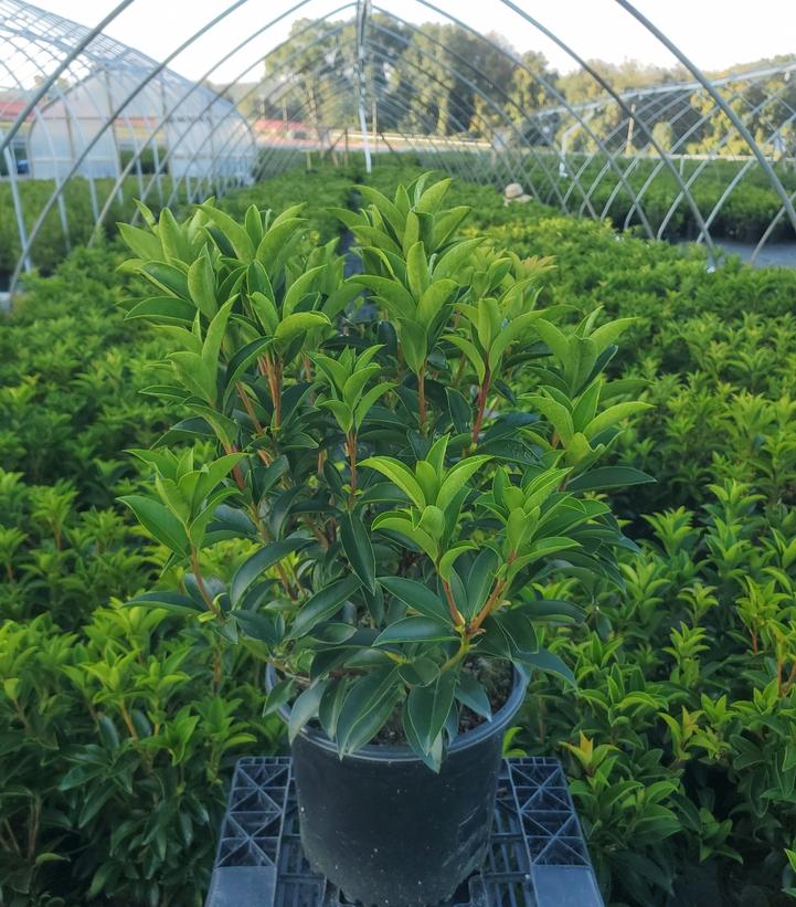 Kalmia latifolia 'Goodshow'