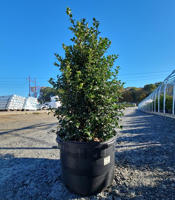 Ilex x Red Beauty™