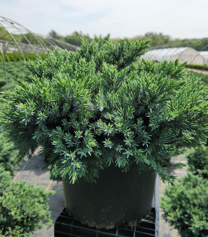 Juniperus squamata 'Blue Star'