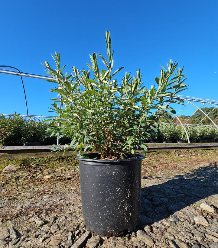 Hypericum frondosum 'Sunburst'