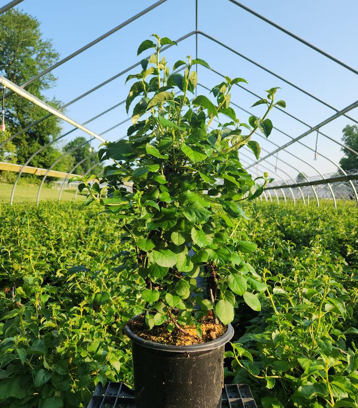 Hydrangea anomala petiolaris