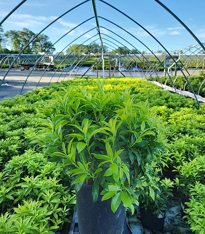 Pieris japonica 'Avalanche'