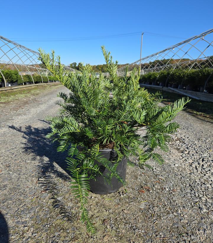Cephalotaxus harringtonia var. 'Drupacea'