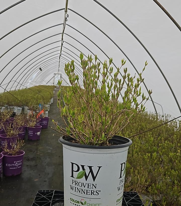 Deutzia gracilis Chardonnay Pearls®