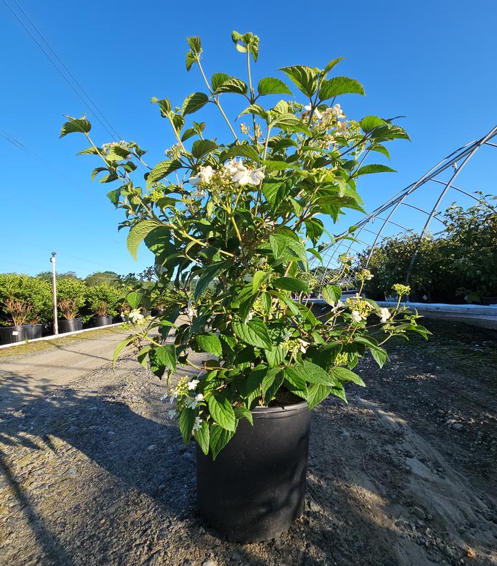 Viburnum plicatum f. tomentosum 'Summer Snowflake'