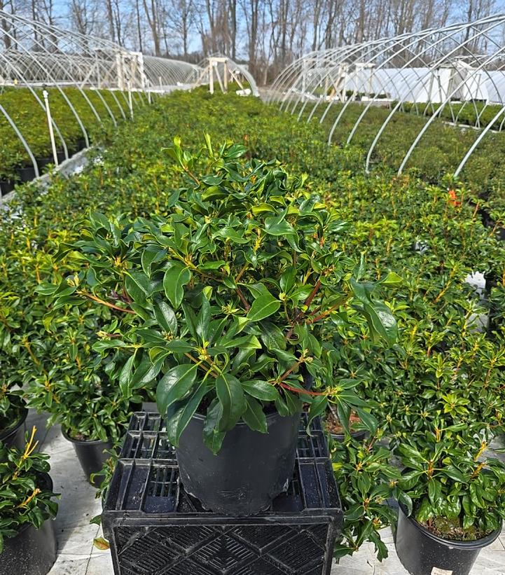 Kalmia latifolia 'Red Bandit'