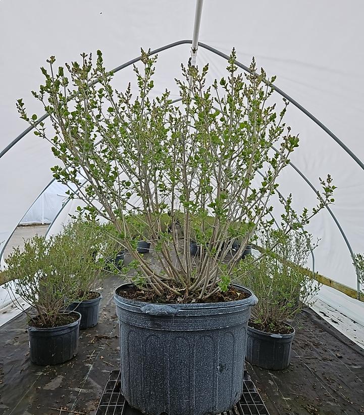 Syringa meyeri 'Palibin'