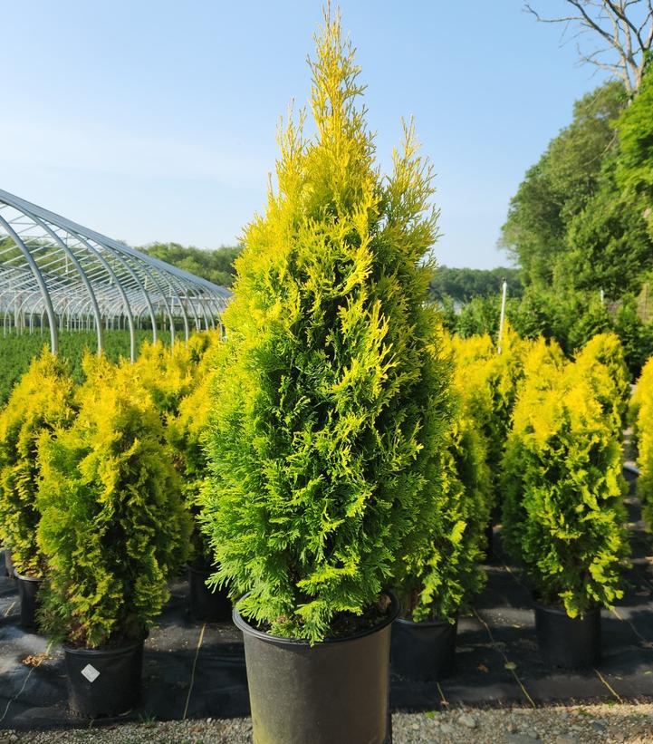 Thuja occidentalis 'Amber Gold'