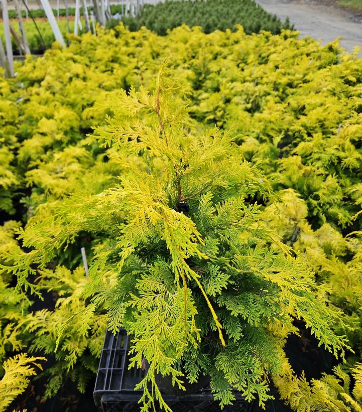 Chamaecyparis obtusa 'Crippsii'