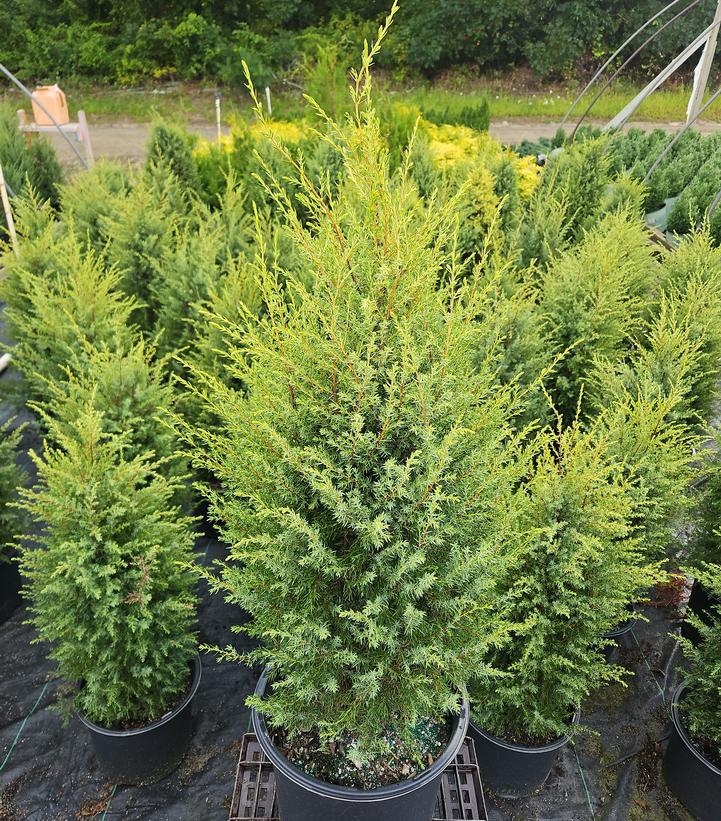 Juniperus communis Gold Cone
