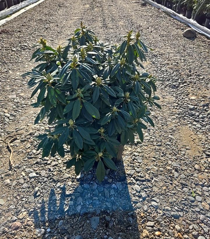 Rhododendron 'Purple Passion'