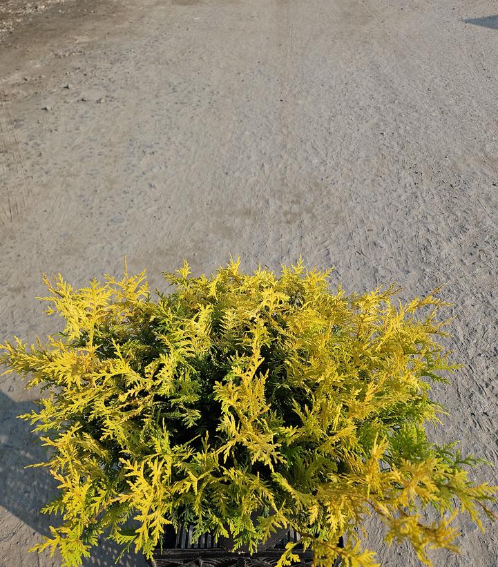 Chamaecyparis pisifera 'Vintage Gold'