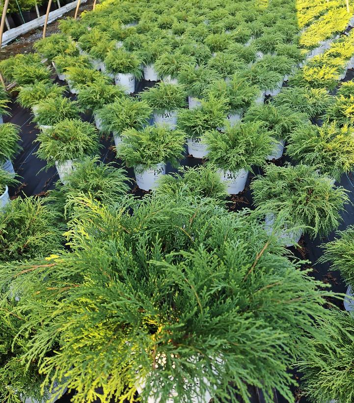 Microbiota decussata Celtic Pride®