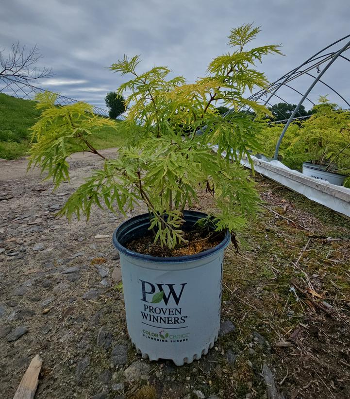 Sambucus racemosa Lemony Lace®