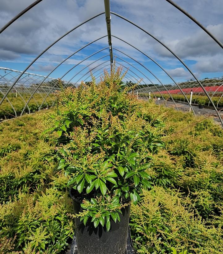 Pieris jap. Passion Party™ 'Passion'