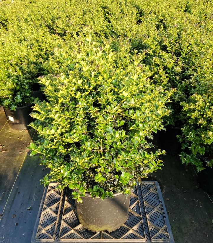 Ilex x Red Beauty™