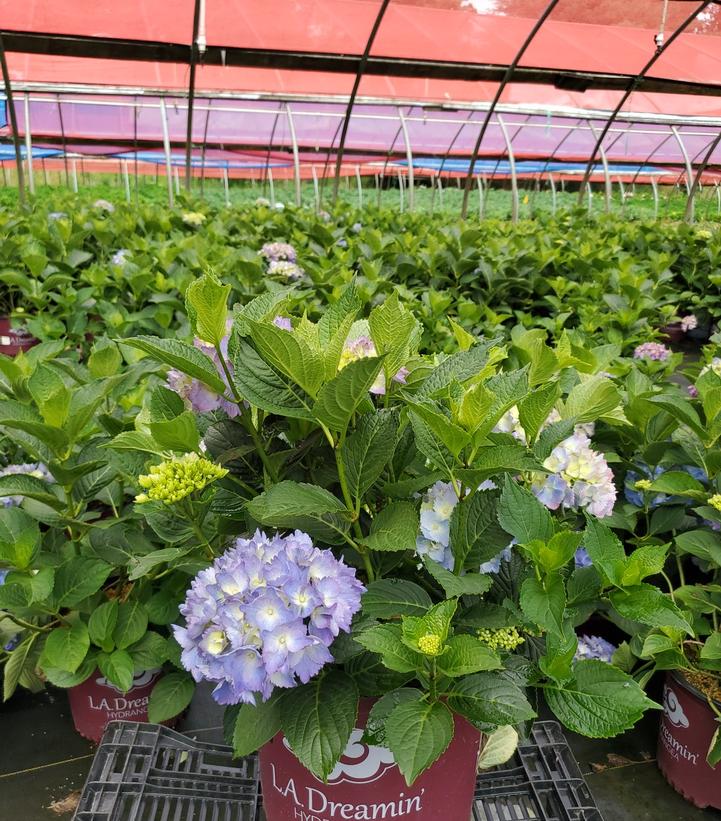 Hydrangea macrophylla L.A. Dreamin'®