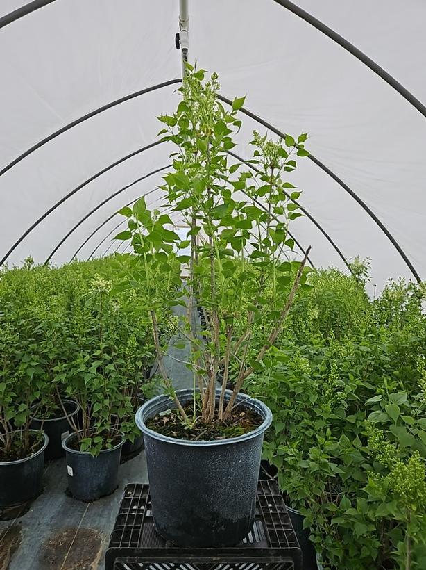 Syringa x 'Betsy Ross'