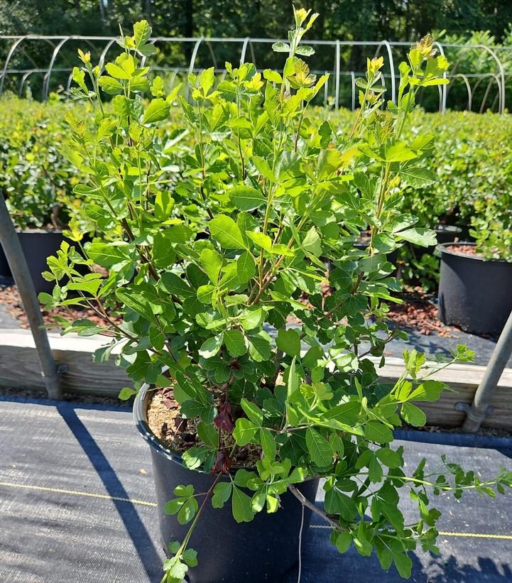 Rhus aromatica Gro-Low