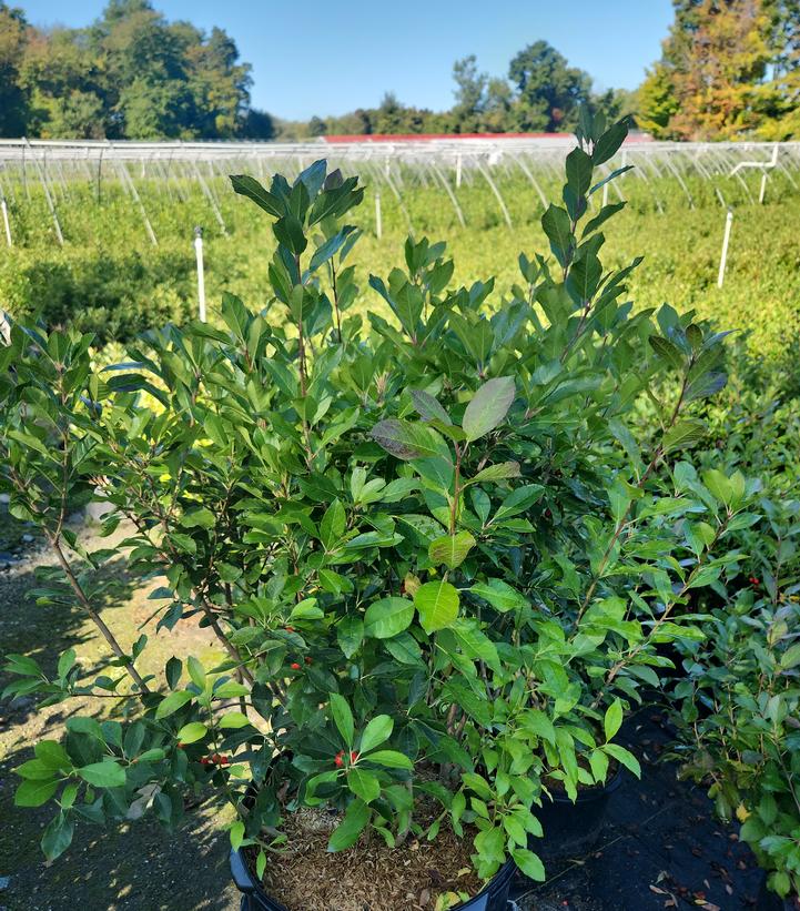Ilex verticillata 'Red Sprite'
