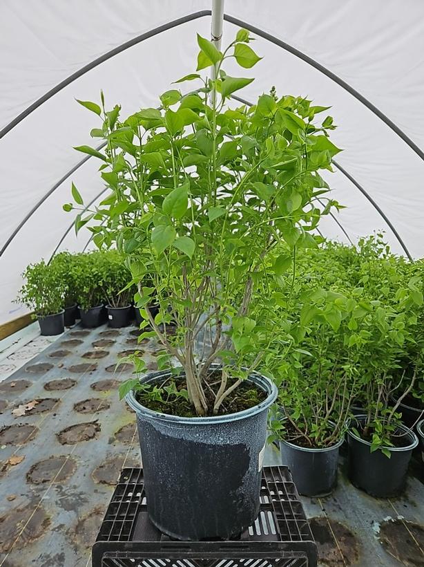 Syringa vulgaris x Primrose