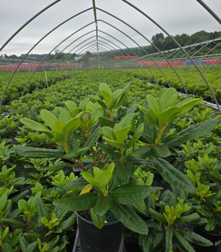 Rhododendron 'Scintillation'
