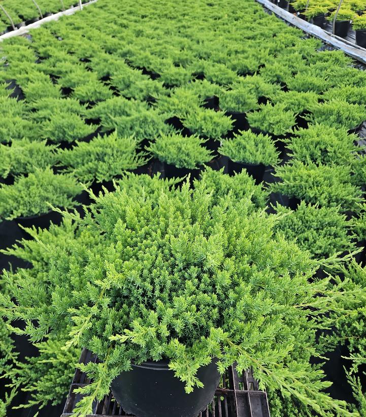 Juniperus procumbens 'Nana'