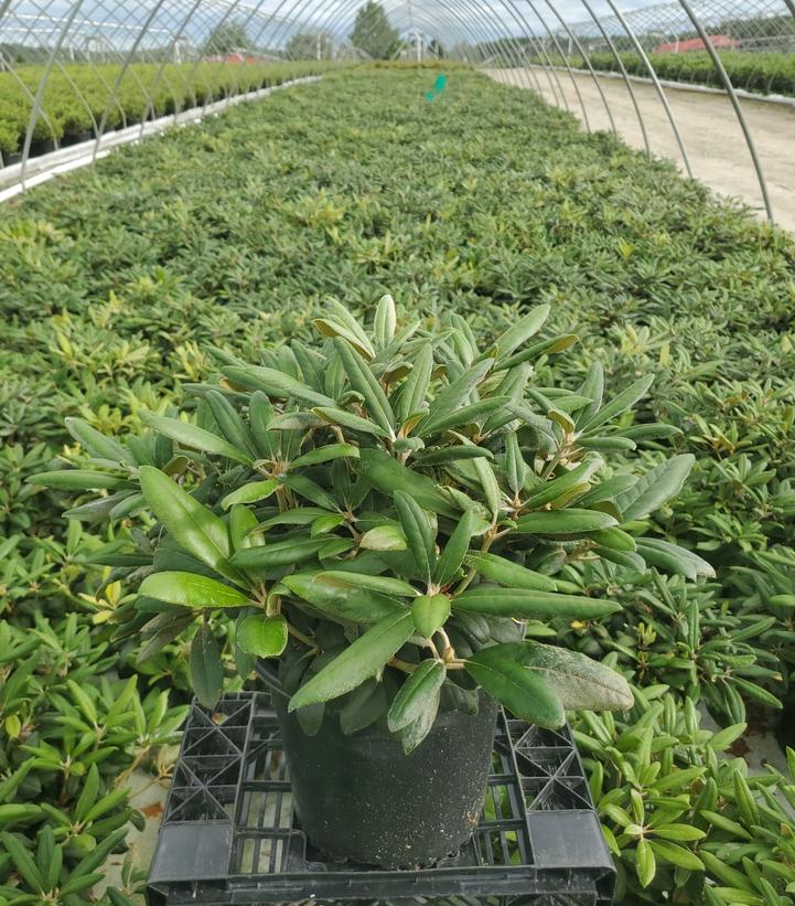 Rhododendron yak. Princess
