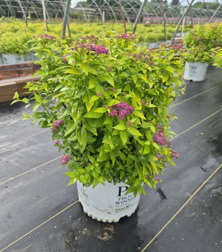 Spiraea japonica Double Play® Double Play® Gold