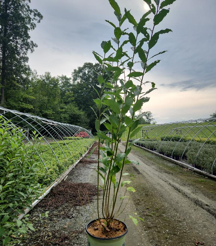 Salix discolor 
