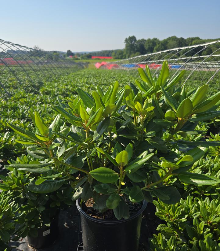 Rhododendron cat. Roseum Elegans