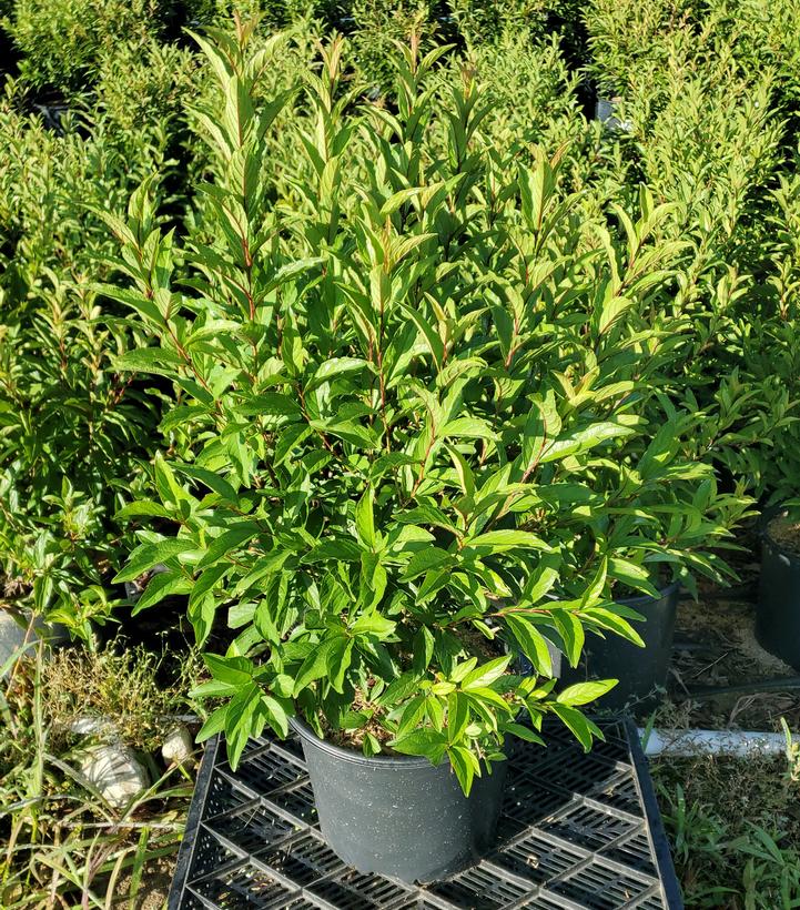 Prunus glandulosa Rosea