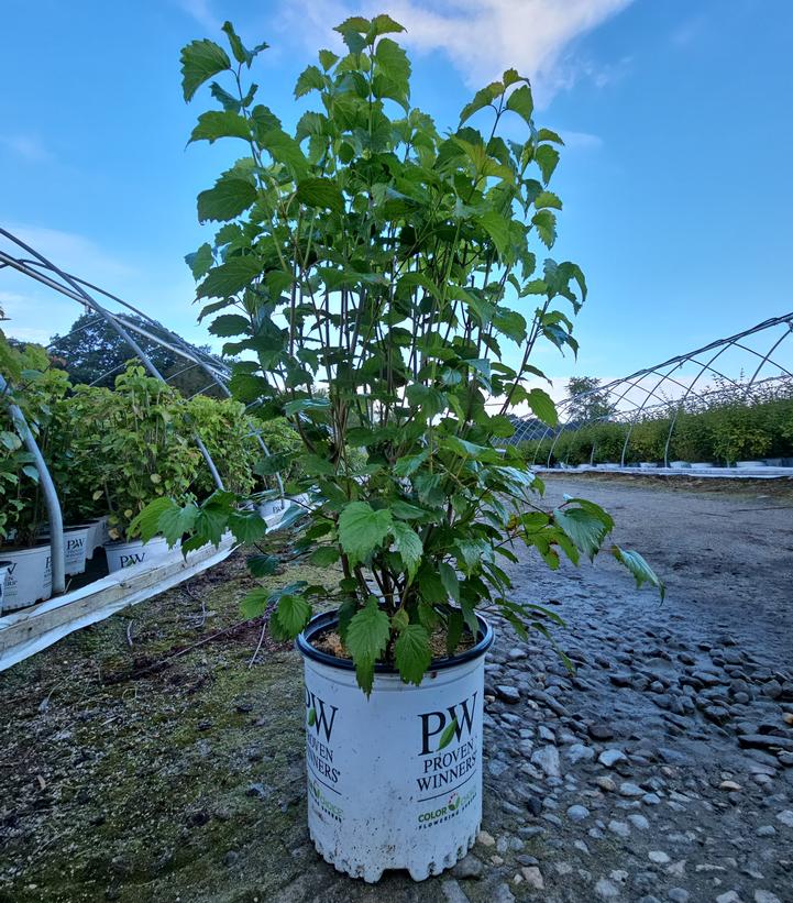 Viburnum dentatum Blue Muffin®
