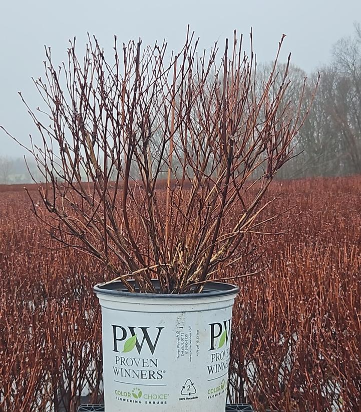 Physocarpus opulifolius Summer Wine®