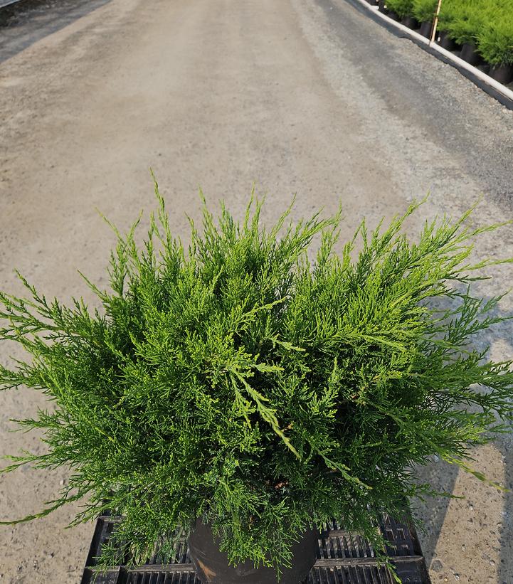 Juniperus chinensis Sea Green