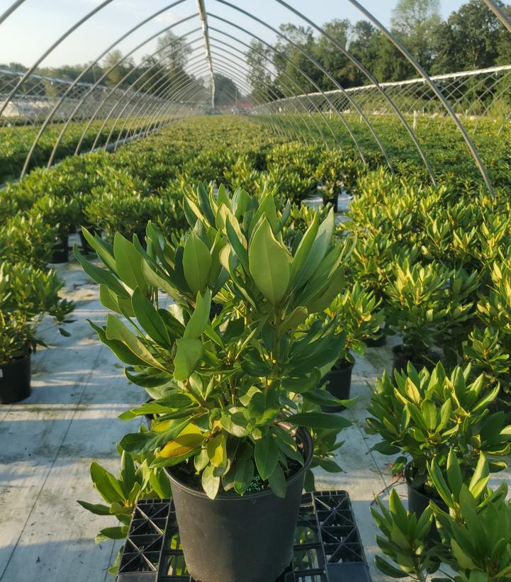 Rhododendron 'Dark Lord'