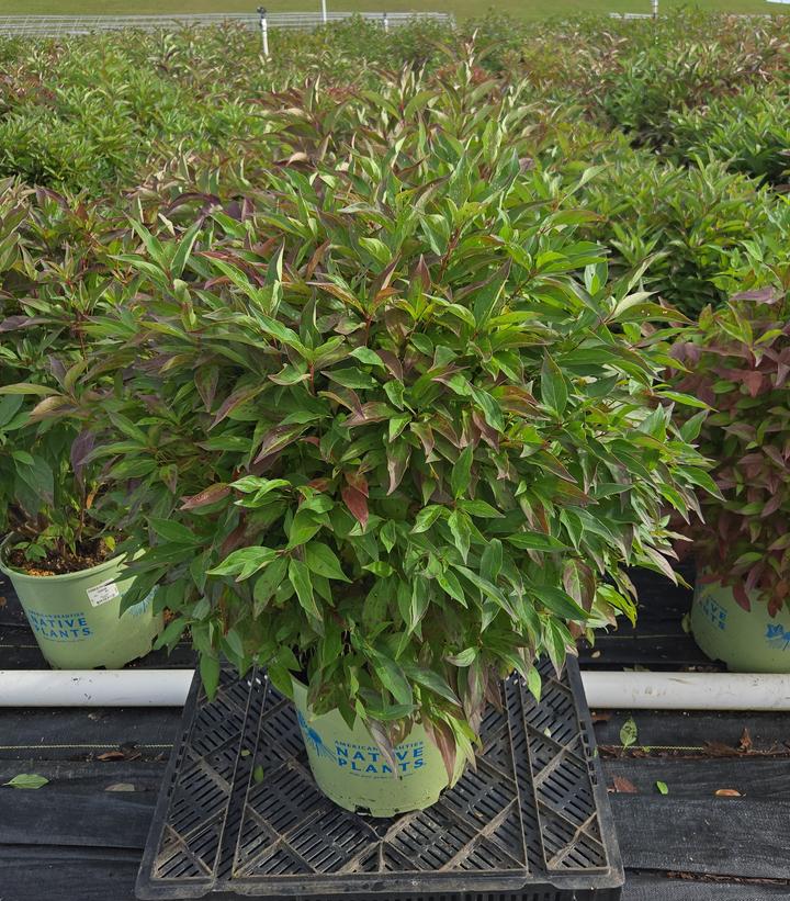 Cornus racemosa Huron®
